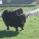 Action Wildlife photo
