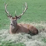 Action Wildlife photo