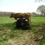 Action Wildlife photo