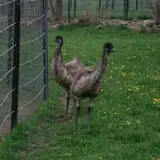 Action Wildlife photo
