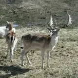Action Wildlife photo