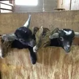 Action Wildlife photo