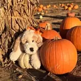 VonThun Farms Fall Family Fun photo