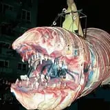 New York's Annual Village Halloween Parade photo