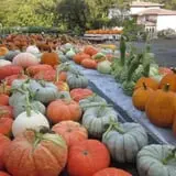 Halfinger Farms photo