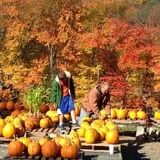 Halfinger Farms photo
