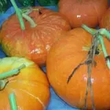 Halfinger Farms photo