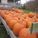 Halfinger Farms photo