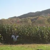 Halfinger Farms photo