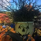 Halfinger Farms photo