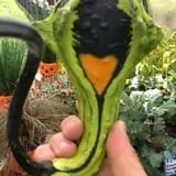 Halfinger Farms photo