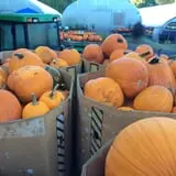 Halfinger Farms photo
