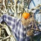 Halfinger Farms photo