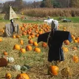 Halfinger Farms photo