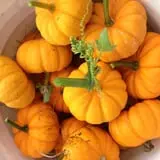 Halfinger Farms photo