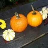 Halfinger Farms photo