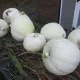Halfinger Farms photo