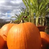 Halfinger Farms photo