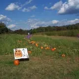 Halfinger Farms photo