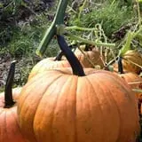 Halfinger Farms photo