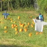 Halfinger Farms photo