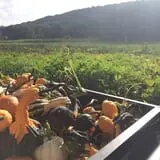 Halfinger Farms photo