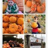 Balzano Family Vineyard & Pumpkin Patch photo