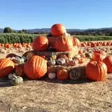 Balzano Family Vineyard & Pumpkin Patch photo
