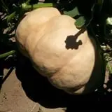 Balzano Family Vineyard & Pumpkin Patch photo