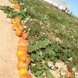 Balzano Family Vineyard & Pumpkin Patch photo