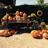 Balzano Family Vineyard & Pumpkin Patch photo