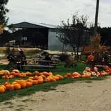 Balzano Family Vineyard & Pumpkin Patch photo