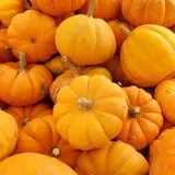 Balzano Family Vineyard & Pumpkin Patch photo
