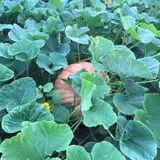 Balzano Family Vineyard & Pumpkin Patch photo