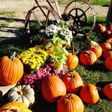 Balzano Family Vineyard & Pumpkin Patch photo