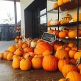 Balzano Family Vineyard & Pumpkin Patch photo