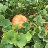 Balzano Family Vineyard & Pumpkin Patch photo