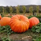 Balzano Family Vineyard & Pumpkin Patch photo