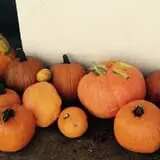 Balzano Family Vineyard & Pumpkin Patch photo