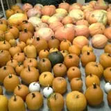 Balzano Family Vineyard & Pumpkin Patch photo