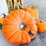 Balzano Family Vineyard & Pumpkin Patch photo