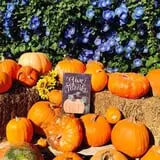 Balzano Family Vineyard & Pumpkin Patch photo