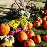 Balzano Family Vineyard & Pumpkin Patch photo