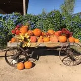 Balzano Family Vineyard & Pumpkin Patch photo