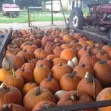 Balzano Family Vineyard & Pumpkin Patch photo