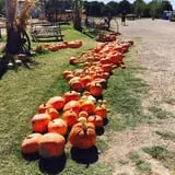 Balzano Family Vineyard & Pumpkin Patch photo