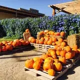 Balzano Family Vineyard & Pumpkin Patch photo
