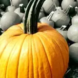 Hall's Pumpkin Farm photo