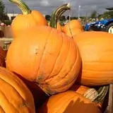 Hall's Pumpkin Farm photo