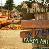 Hall's Pumpkin Farm photo